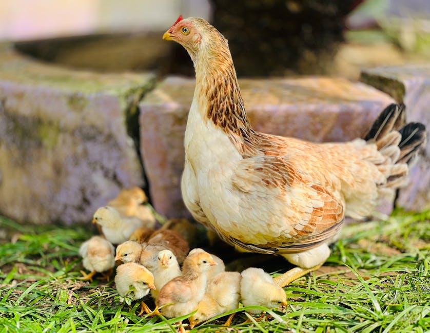 Honning- og appelsinglaserte Cornish-høner