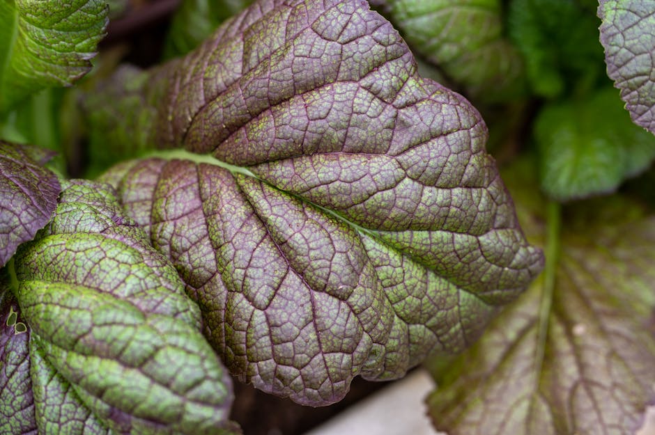 Visne sennepsblader med hvitløk og smør