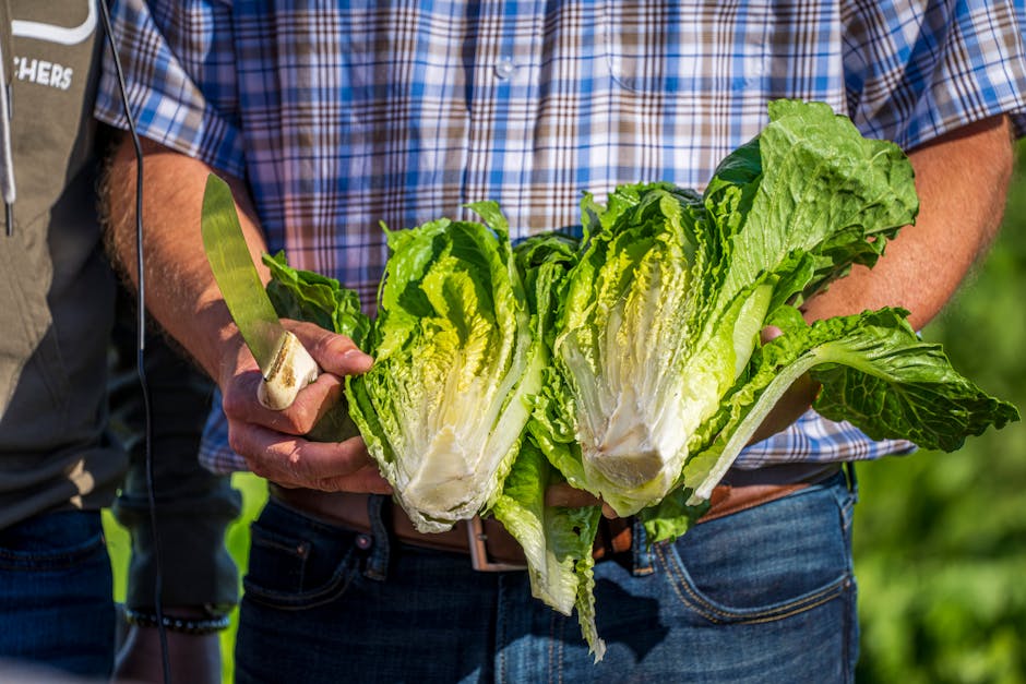 Stekt romainesalat