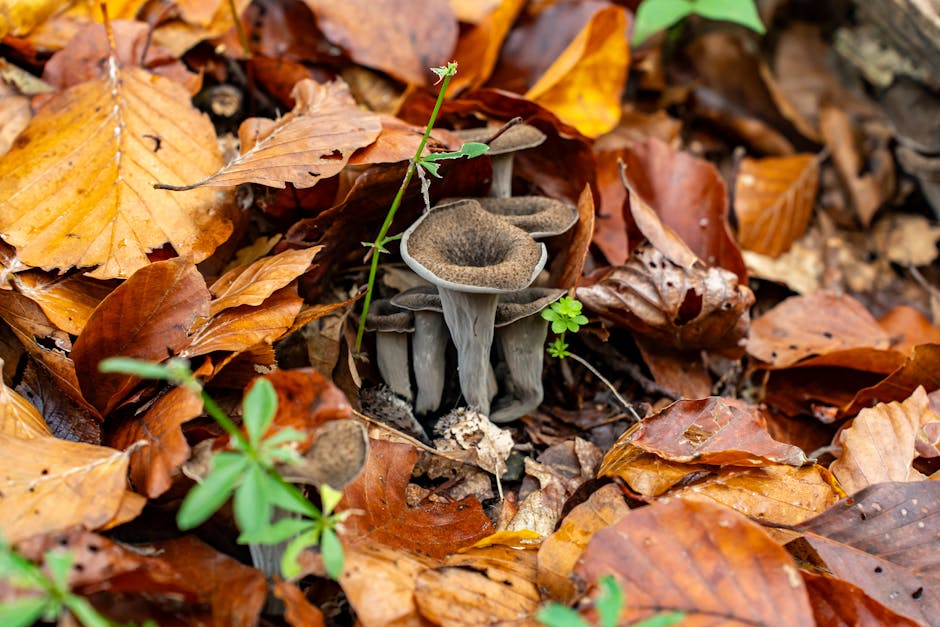 Trumpet Royale-sopp med sellerirot- og epleslaw