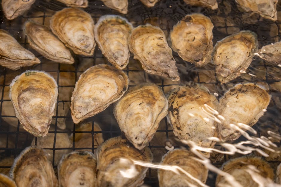 Maisbrød- og østersfyll