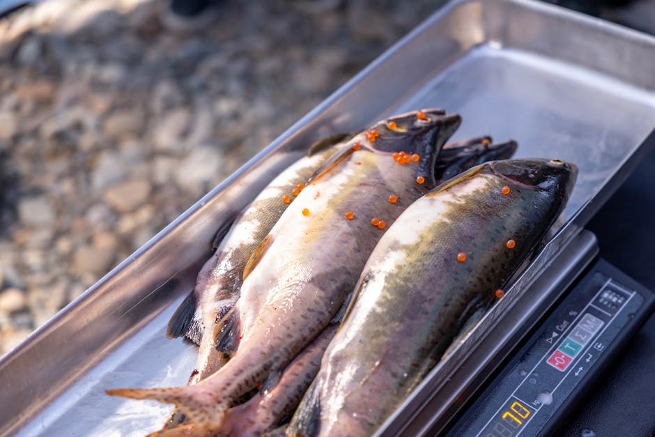 Ørretfileter med pinjekjerner og nøtter