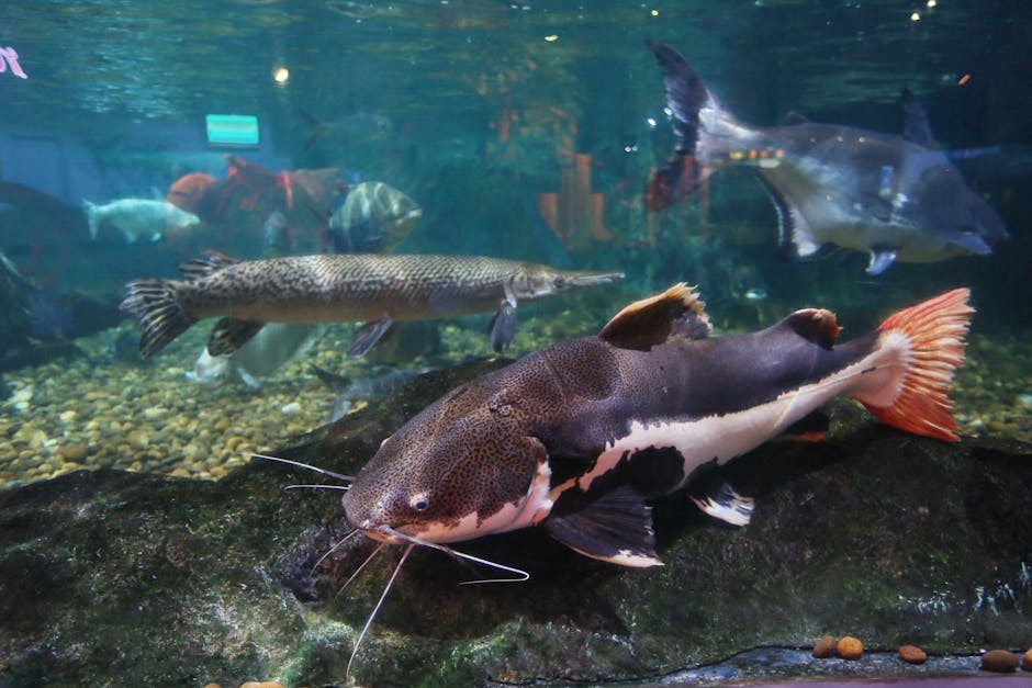 Kattfisk i leirgryte (Mors oppskrift)